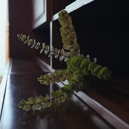 Апартаменты Back In Time Варна